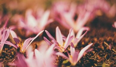 nola egin zorte ona zure eskuekin